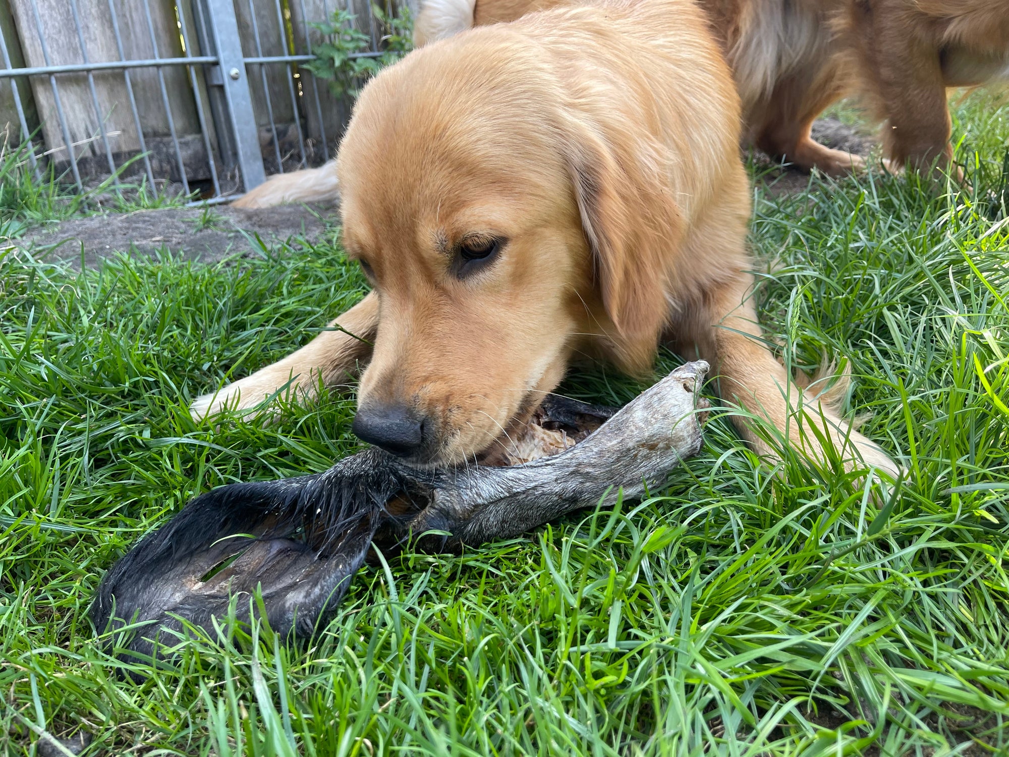 Rinder Ohren  mit Fell-XXL