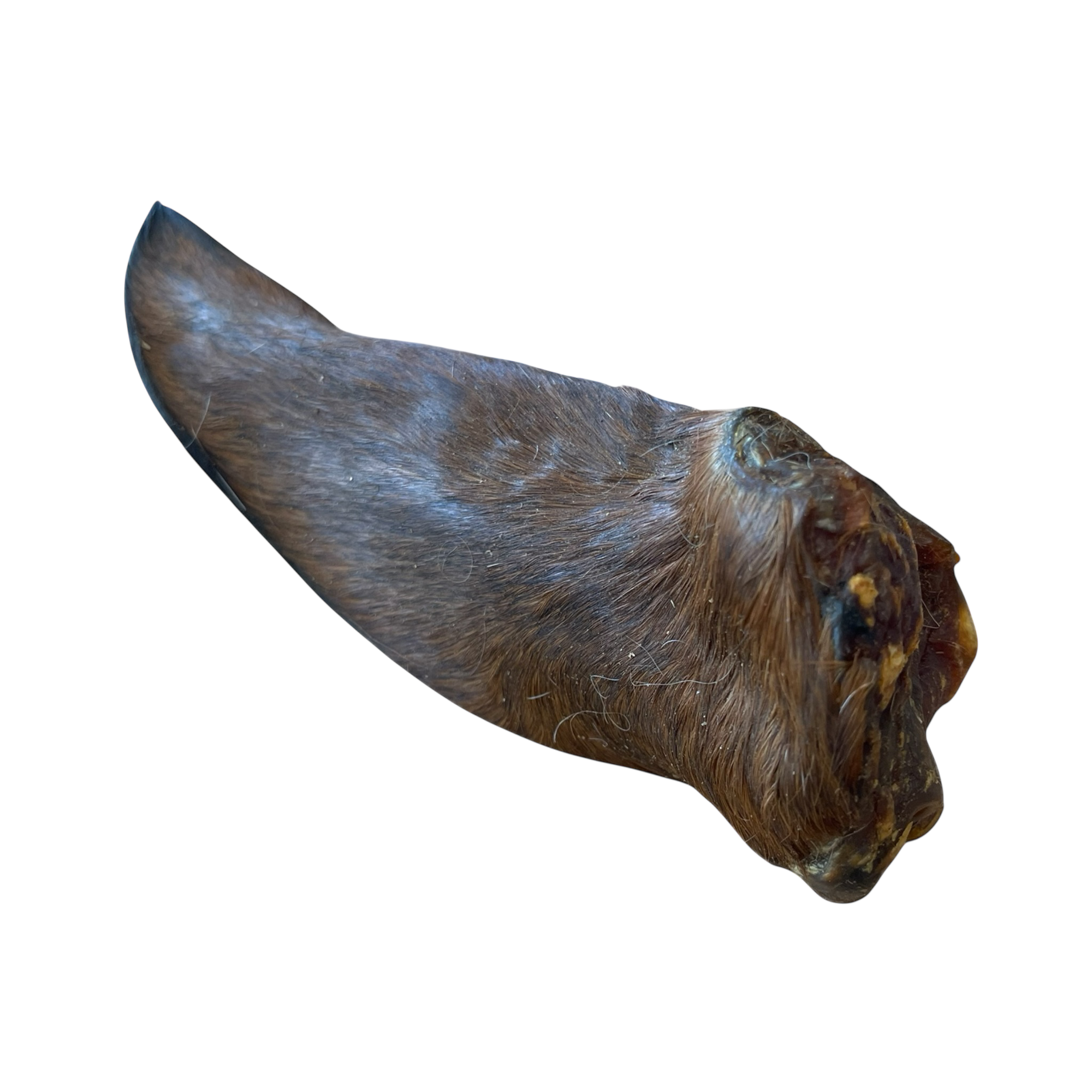 Pferde Ohren mit Fell