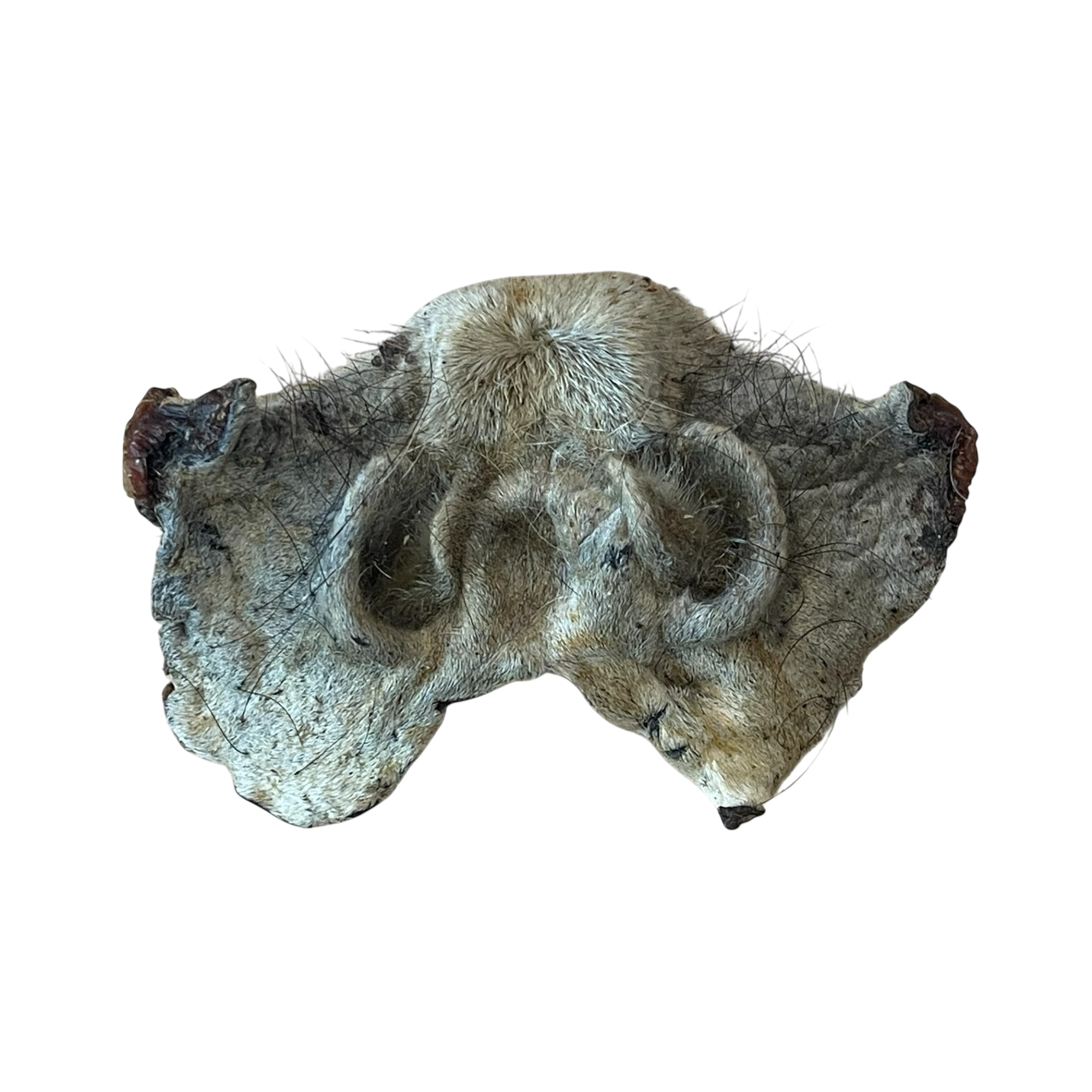 Pferde Nasen mit Fell