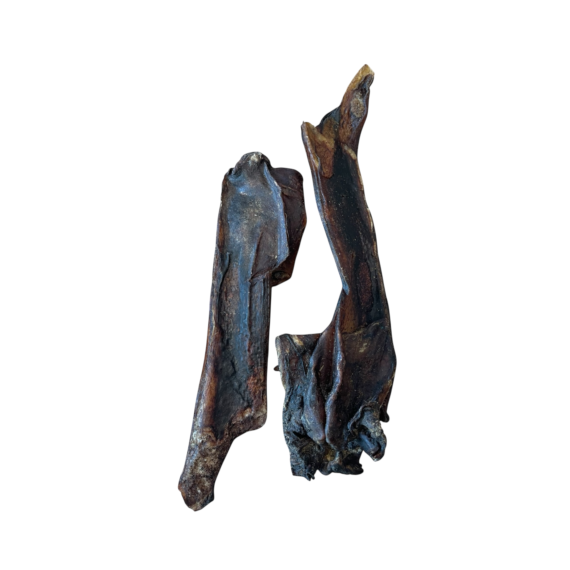 Pferde Nasen Knochen