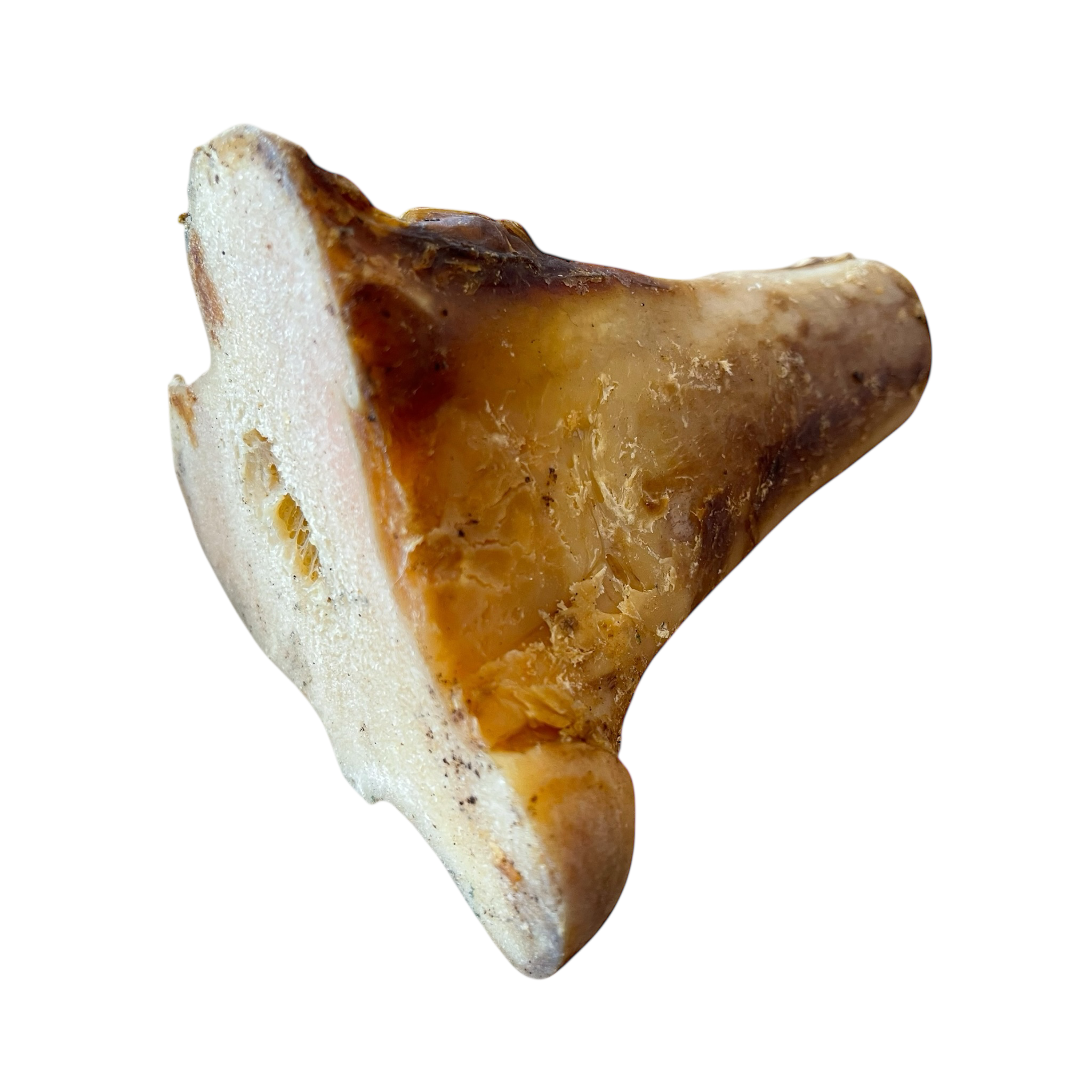 Rinder Röhrenknochen