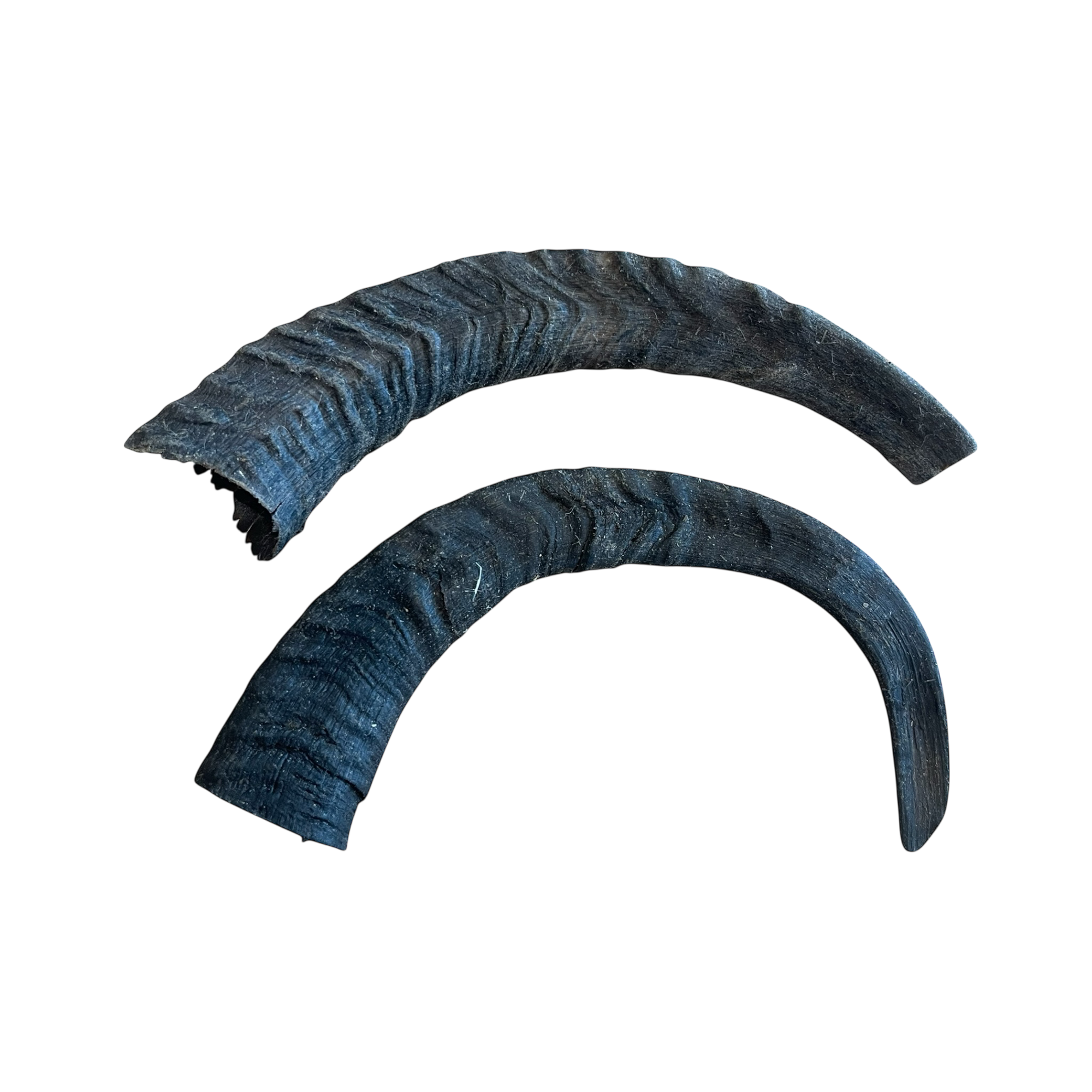 Ziegen Horn