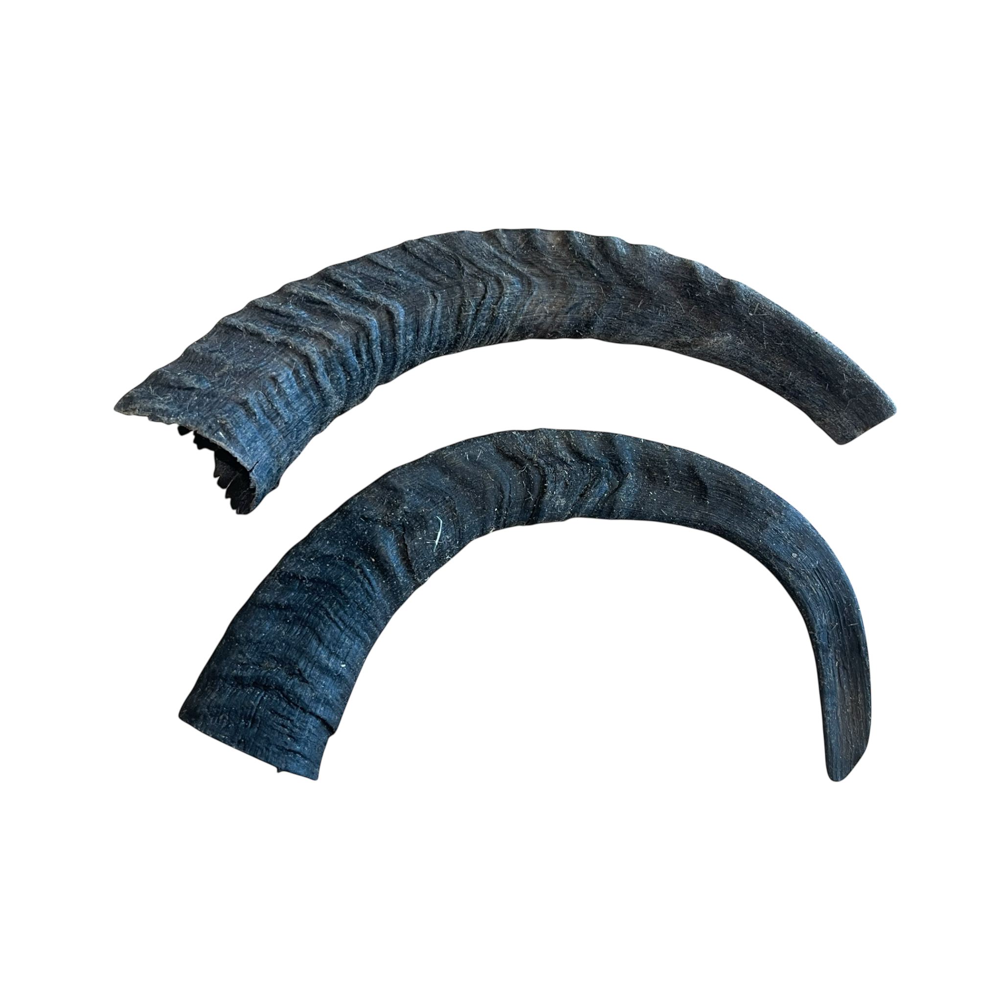 Ziegen Horn