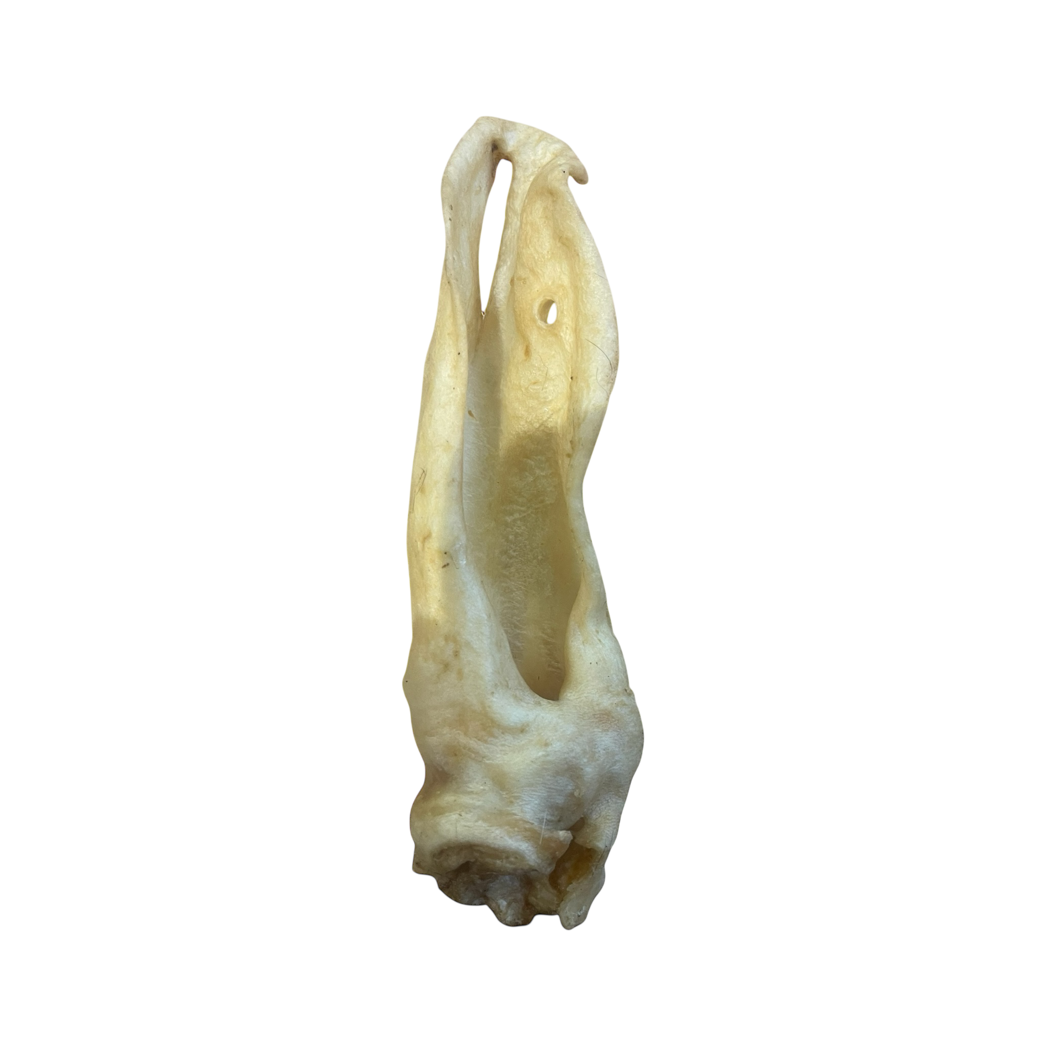 Hirsch Ohren ohne Fell