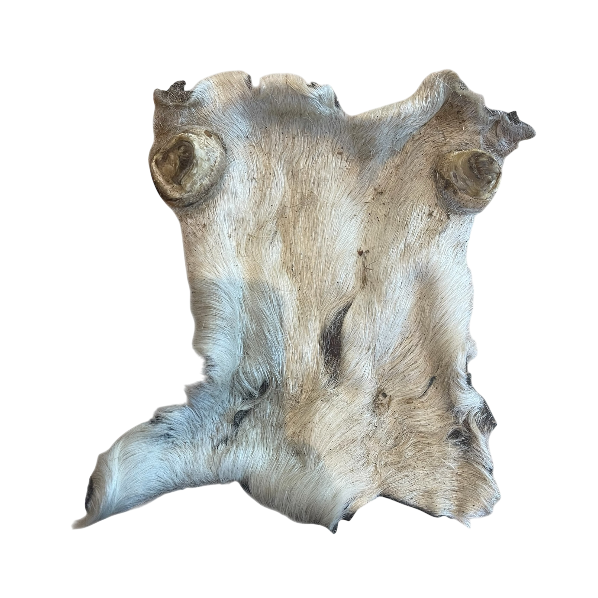 Rinder Kopfhaut Platte mit Fell L