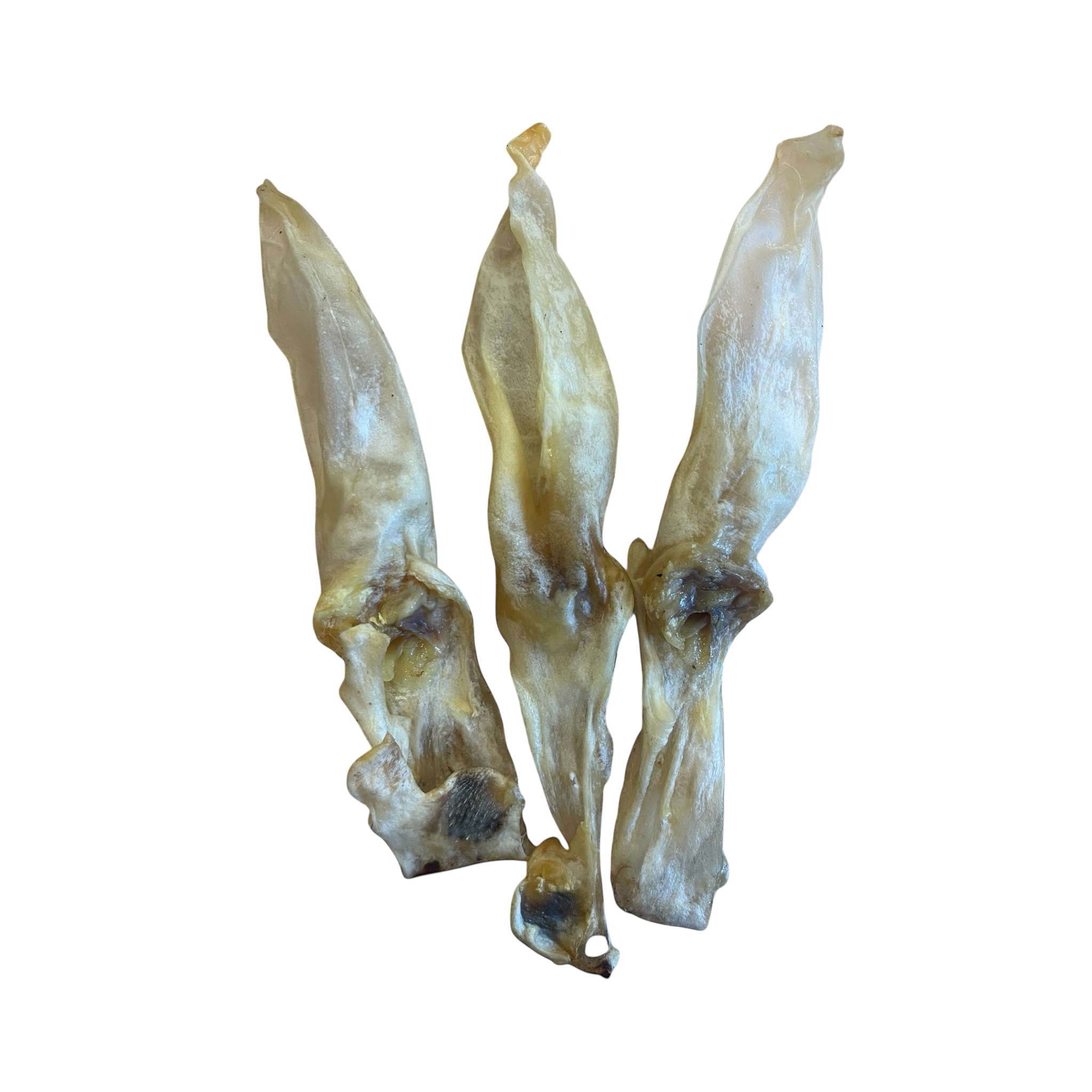 Kaninchenohren ohne Fell Premium groß