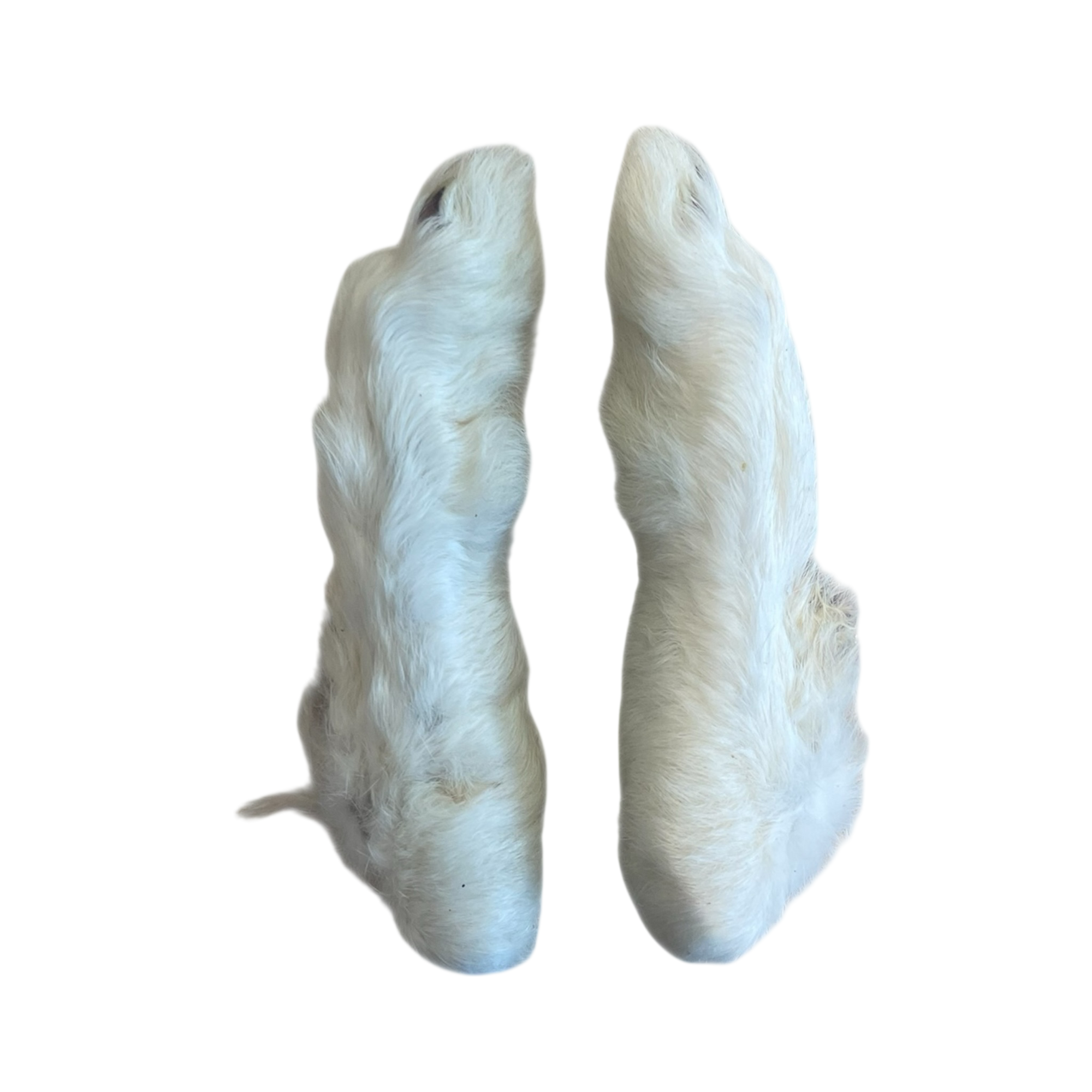 Kaninchenpfoten mit Fell