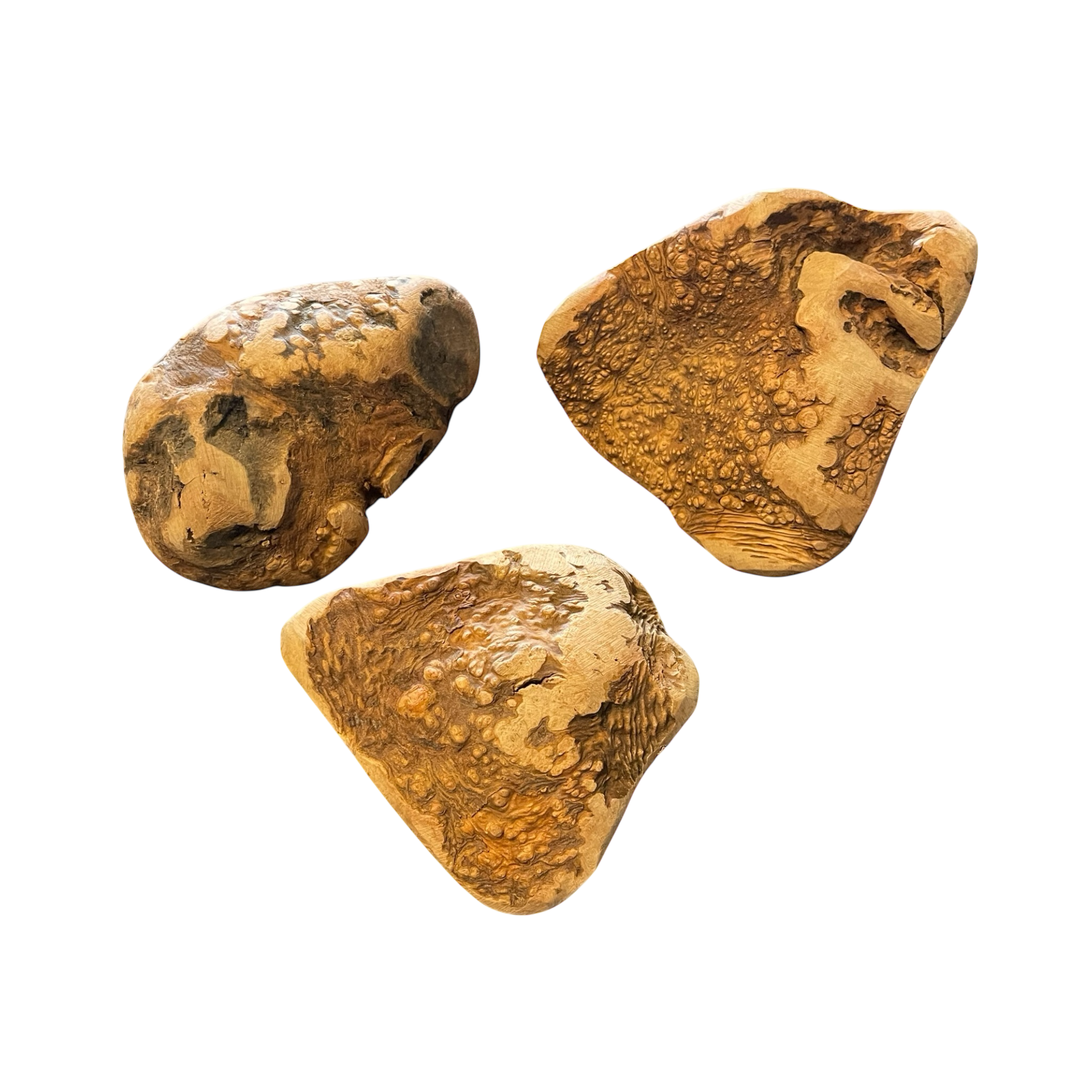 Hunde Kauwurzel aus Baumheide