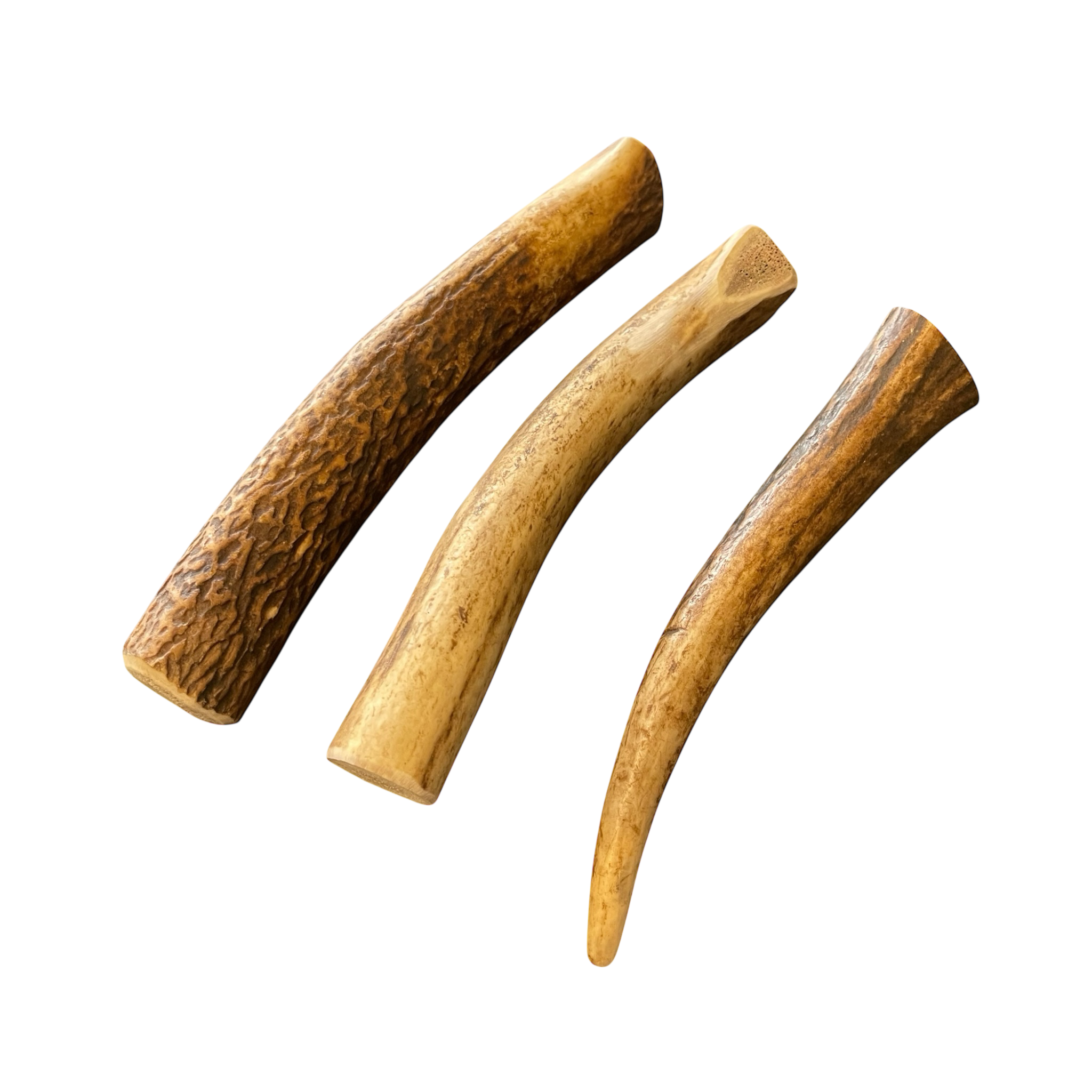 Rot Hirsch Geweih Kaustange