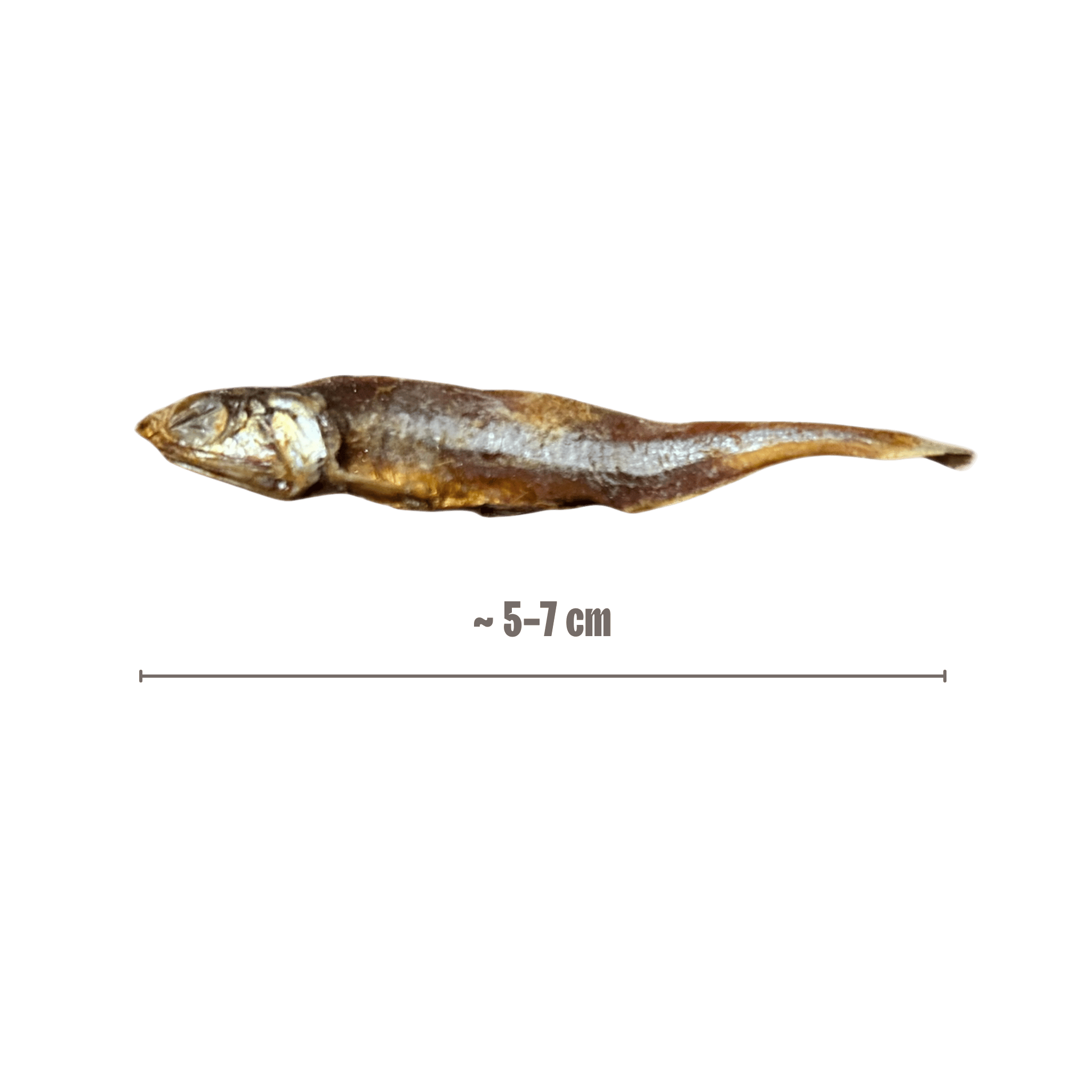 Kleine Fische